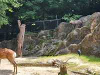 家族で楽しむ都心のリフレッシュポイント – 上野動物園で癒しのひととき