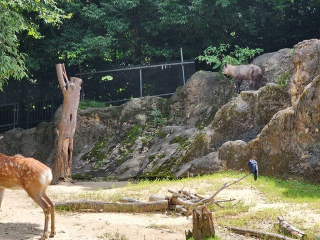 家族で楽しむ都心のリフレッシュポイント – 上野動物園で癒しのひととき