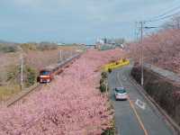 Chasing Sakura at Miurakaigan