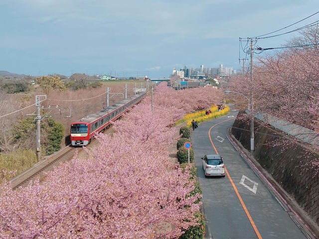 Chasing Sakura at Miurakaigan