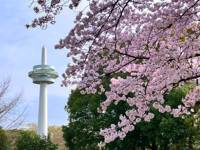 Chasing Sakura at Tokorozawa Aviation Memorial Park