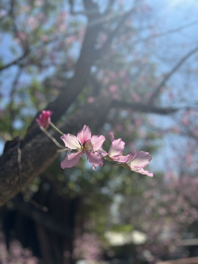 台灣