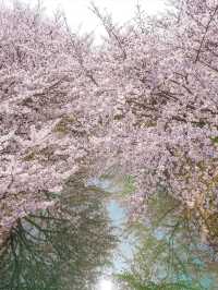 Chasing Sakura at Kyoto Fushimi Jikkoku Bune