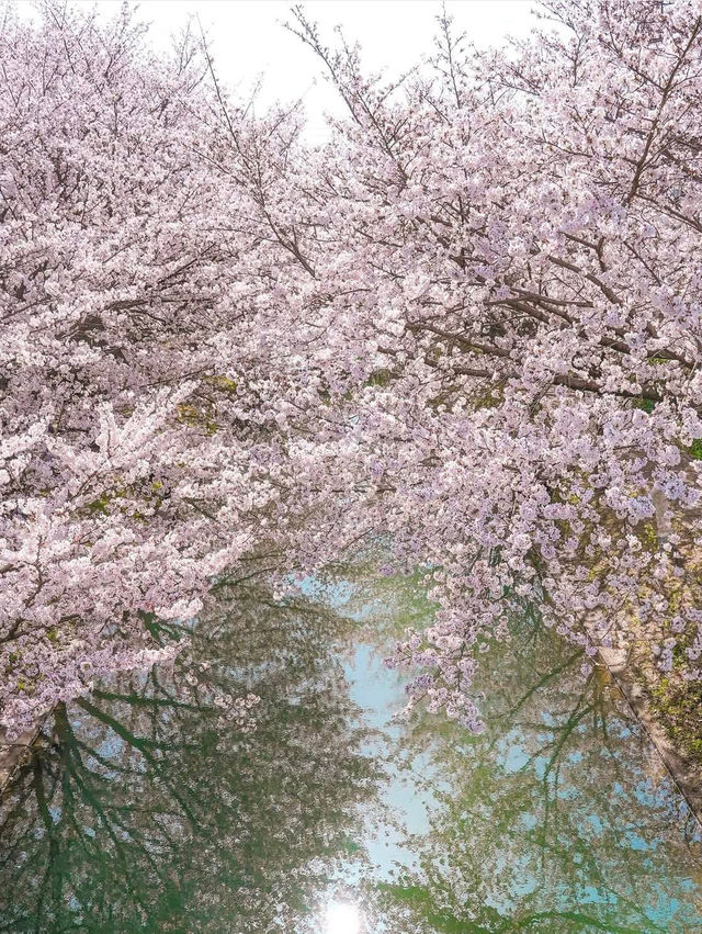 Chasing Sakura at Kyoto Fushimi Jikkoku Bune