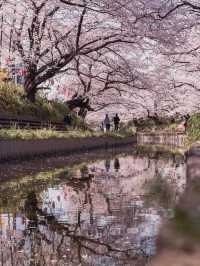 Chasing Sakura at Motoara River