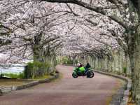 【京都】京都市郊外、亀岡にある桜の名所「七谷川和らぎの道」