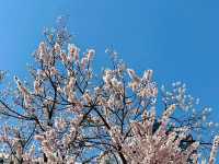 A DREAMY WALK AT YEOUIDO HANGANG PARK CHERRY BLOSSOM 