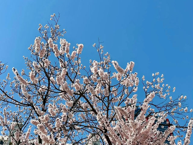 A DREAMY WALK AT YEOUIDO HANGANG PARK CHERRY BLOSSOM 