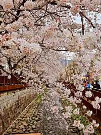 JINHAE ECO PARK | A BREATHTAKING CHERRY BLOSSOM WONDERLAND