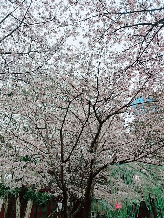 武漢賞櫻之旅：堤角公園賞櫻
