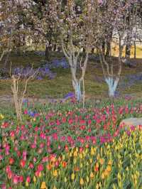 🌷 Tulips Spotted in Chaoyang Park! 🌅