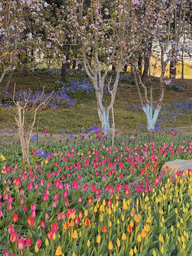 🌷 Tulips Spotted in Chaoyang Park! 🌅