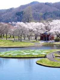 【宮城×春旅】水に映り込む桜の絶景 🥰 