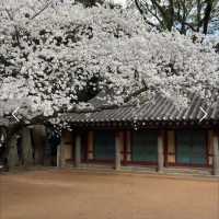지금 가야하는 제주시 벚꽃명소🌸