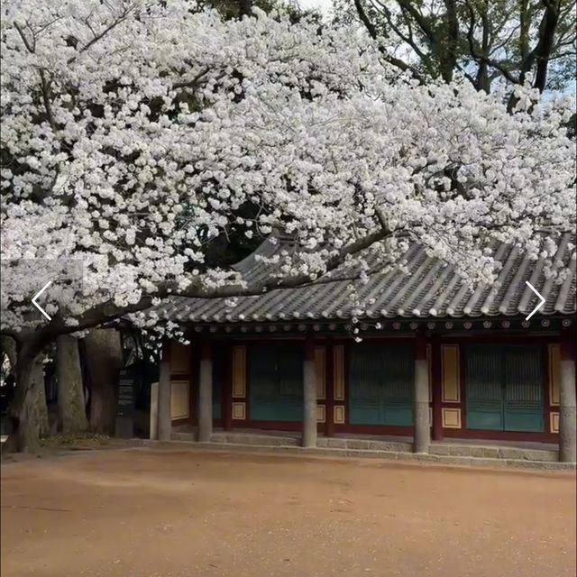 지금 가야하는 제주시 벚꽃명소🌸