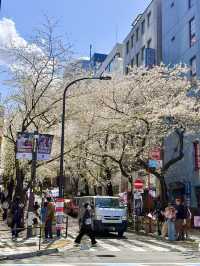 Full Bloom! Sakura-zaka in Shibuya🌸