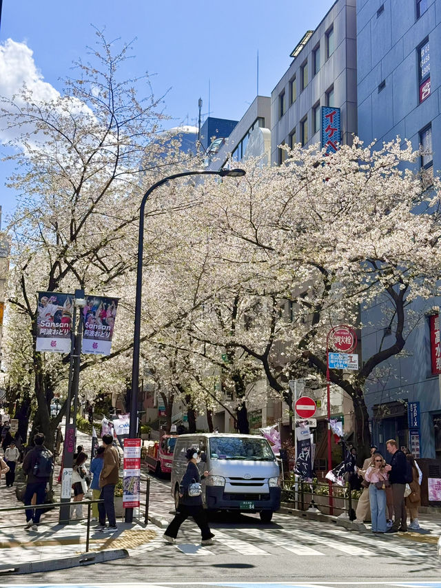 Full Bloom! Sakura-zaka in Shibuya🌸