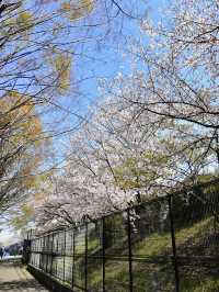 Full Bloom! Cherry Blossoms at Kunijima Water Treatment Plant