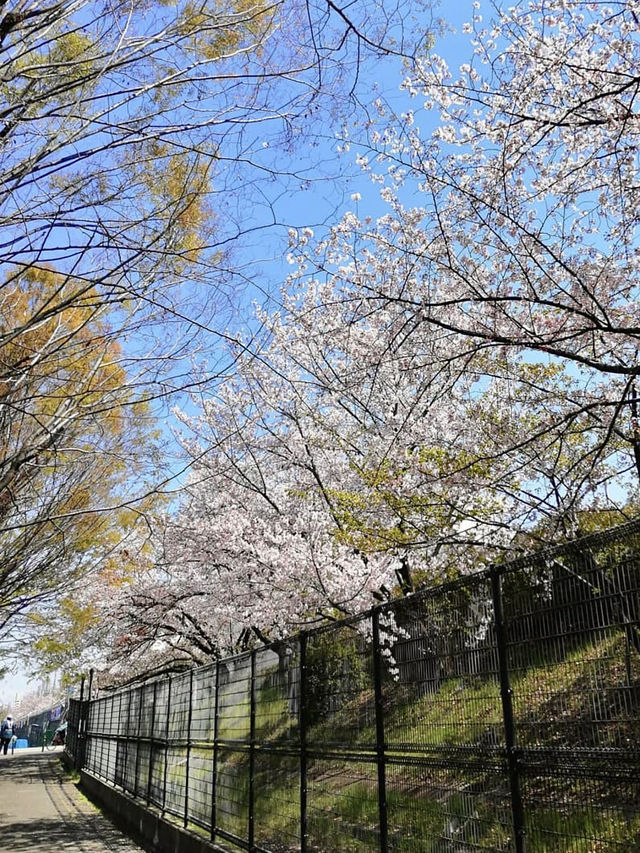 Full Bloom! Cherry Blossoms at Kunijima Water Treatment Plant