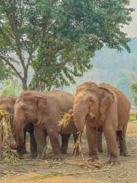 🇹🇭태국 Elephant Nature Park(ENP)에 대해 알고 있나요?🇹🇭