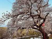 岐阜縣 櫻花祭