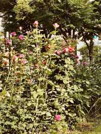 Cheonho-dong Park: Your Local Green Heart for Spring Exploration