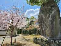 🌸【宇治・平等院｜極樂淨土的櫻色幻境】🏯  