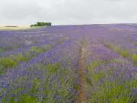 Spring Strolls at Hitchin Lavender