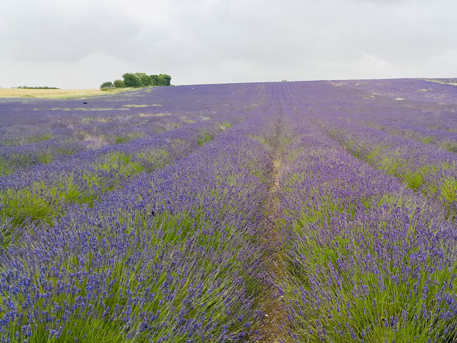 Spring Strolls at Hitchin Lavender