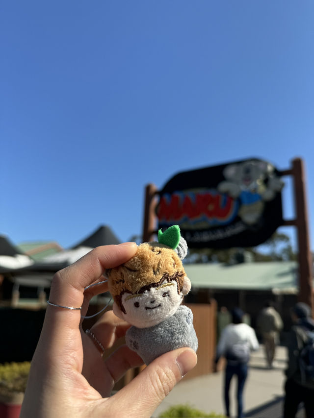 🇦🇺🦘Maru koala and animals park