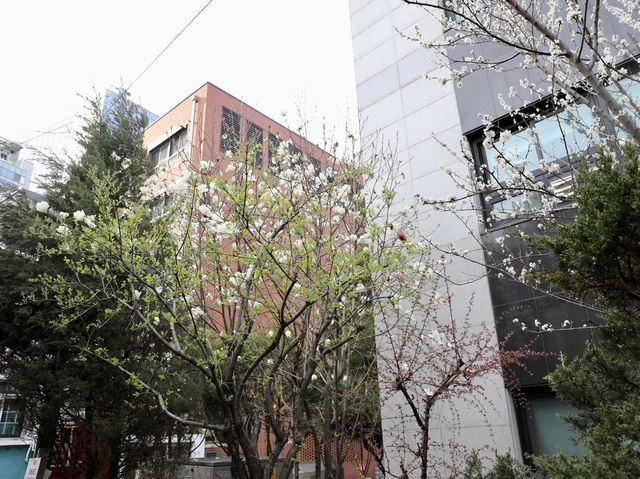 首爾｜在明洞漫畫街，遇見一條開滿鮮花的彩色街道｜旅途中最意外的溫柔時刻