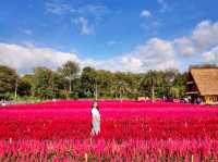 Hokkaido Flower Park Khaoyai