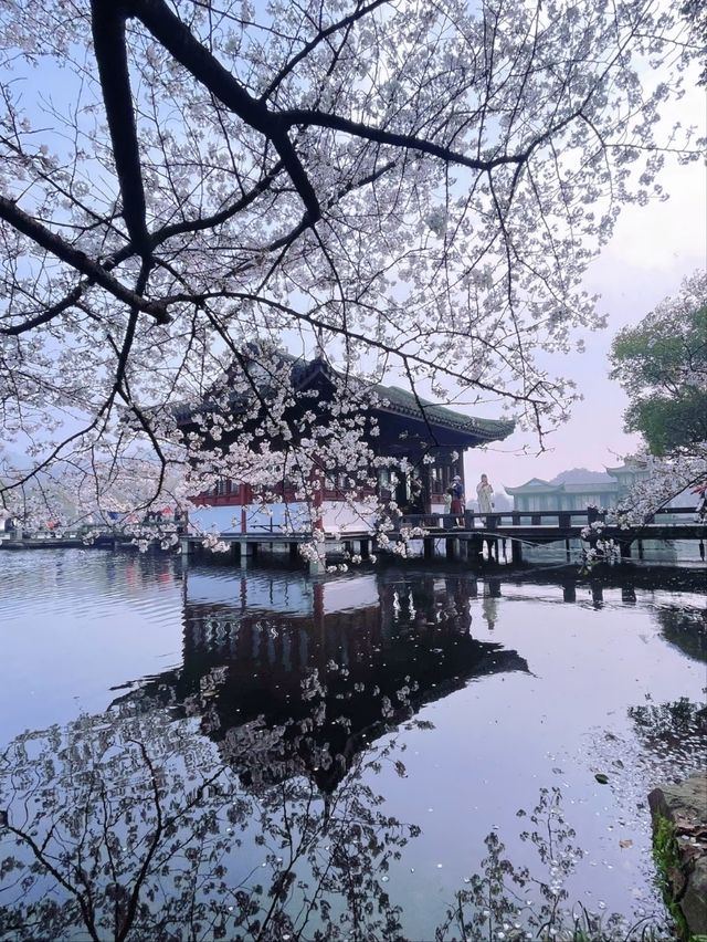 Cherry Blossoms at Quyuan Garden-A Romantic Spring Atmosphere