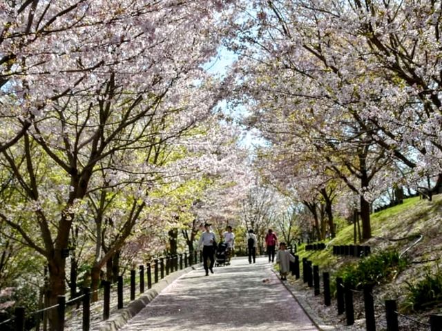 名古屋賞櫻，春光爛漫的東山動植物園