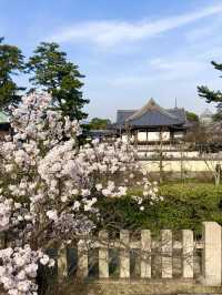 Spring Serenity at Zentsuji Temple