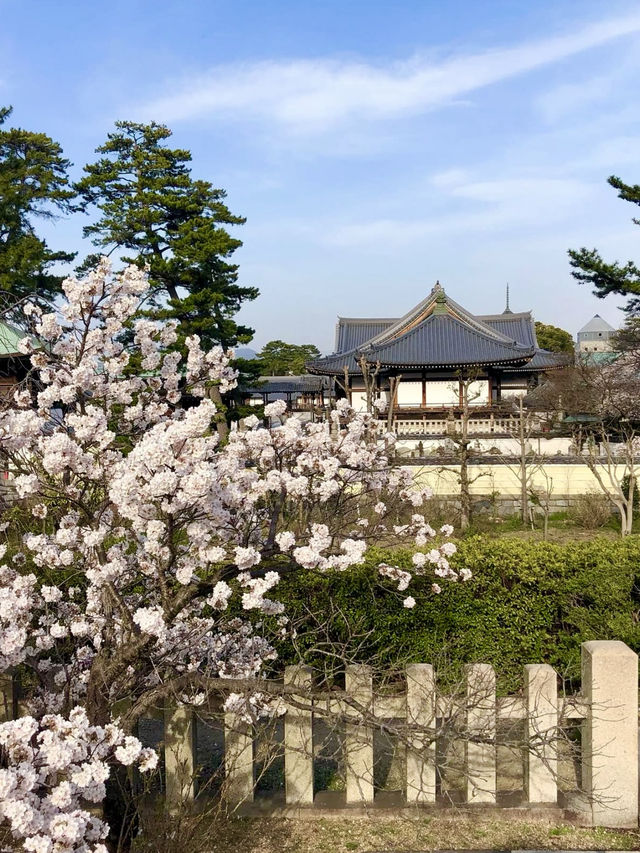 Spring Serenity at Zentsuji Temple