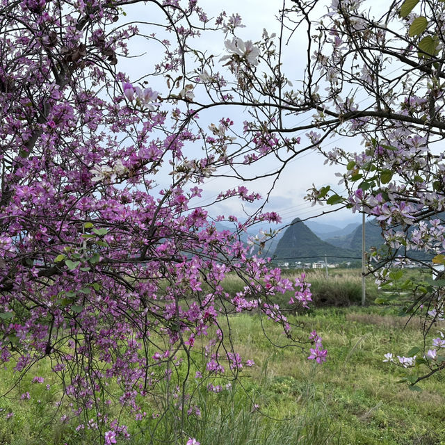 陽朔3日行程推介