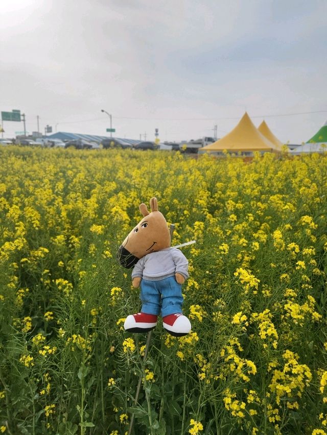 폭싹속았수다의 현실판 포항 호미곶 유채꽃밭