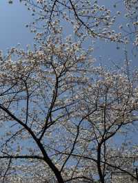 🌳 수원 당일치기 여행 정복!