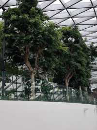 ชมน้ำตกในร่มที่สูงที่สุดใน Jewel Changi Airport
