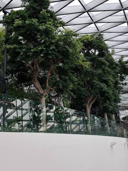 ชมน้ำตกในร่มที่สูงที่สุดใน Jewel Changi Airport