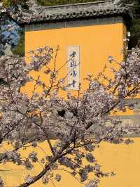 “Petals and Prayers: The Sacred Bloom of Jiming Temple”