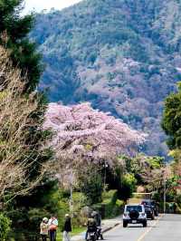 Arashiyama Sakura Guide: Discover the Hidden Cherry Blossom Gems of Kyoto's Sagano 🌸✨