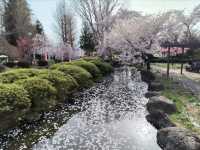 Suwa Lakeside Takashima Castle Sakura | Where Blossoms Meet the "Floating Castle"