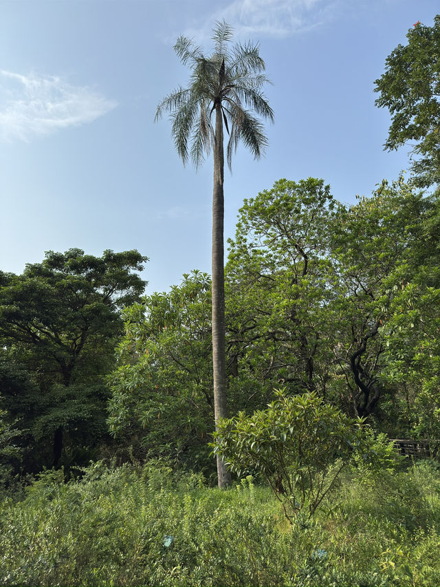 台北｜臺北植物園｜綠意盎然的城市綠洲