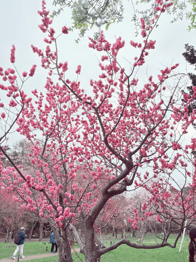 札幌櫻花🌸盛開