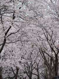 Japan's Only Crane-and-Sakura Duet