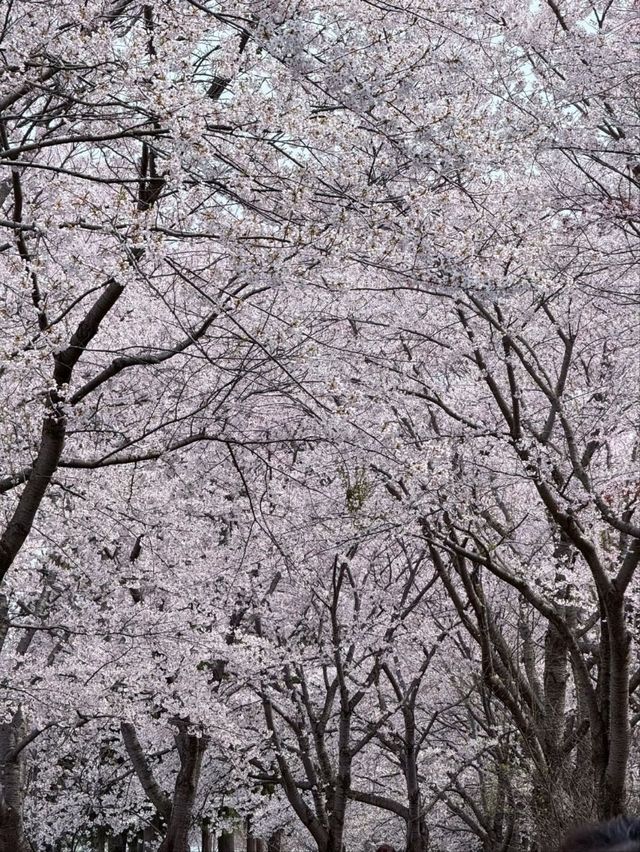 Japan's Only Crane-and-Sakura Duet