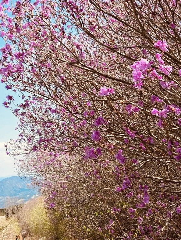 Springtime Ascent and Panoramic Vistas at Cheonjusan Mountain