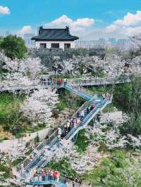 Heavenly Blossoms in Nanjing—Skip Jiming Temple This Year!